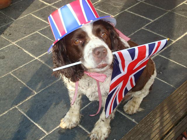 Patriotic Pets - Tetley, a dog owned by Claire Smith - Send a picture of your patriotic pet to picdesk@dailyecho.co.uk