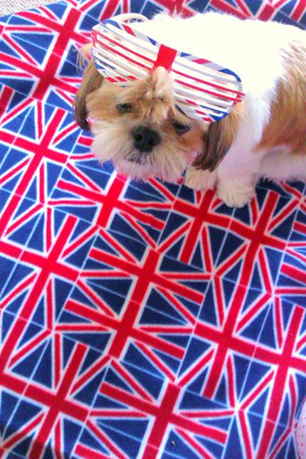 Patriotic Pets - George, owned by Amber-Rose Williams - Send a picture of your patriotic pet to picdesk@dailyecho.co.uk