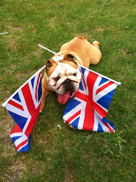 Patriotic Pets - Brooklyn, a dog owned by Ben Parker - Send a picture of your patriotic pet to picdesk@dailyecho.co.uk