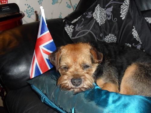 Patriotic Pets - Send a picture of your patriotic pet to picdesk@dailyecho.co.uk