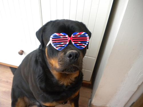 Patriotic Pets - Sydney, dog owned by Claire Hartnell - Send a picture of your patriotic pet to picdesk@dailyecho.co.uk