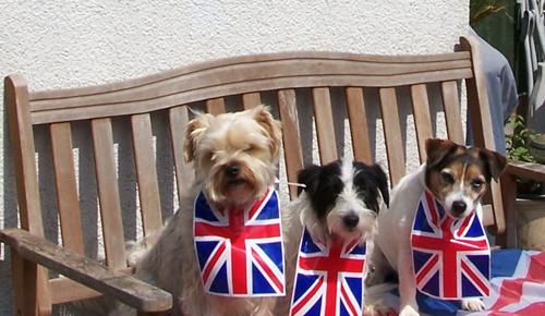 Patriotic Pets - Chipp, Yorkie and Lottie, dogs owned by Mrs Rochester - Send a picture of your patriotic pet to picdesk@dailyecho.co.uk