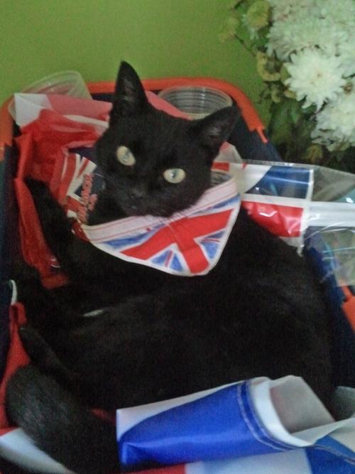 Patriotic Pets - Guiness, a cat owned by Lisa Reynolds - Send a picture of your patriotic pet to picdesk@dailyecho.co.uk