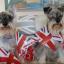Patriotic Pets - Gixxer and Nation, dogs owned by Gillian Waters - Send a picture of your patriotic pet to picdesk@dailyecho.co.uk