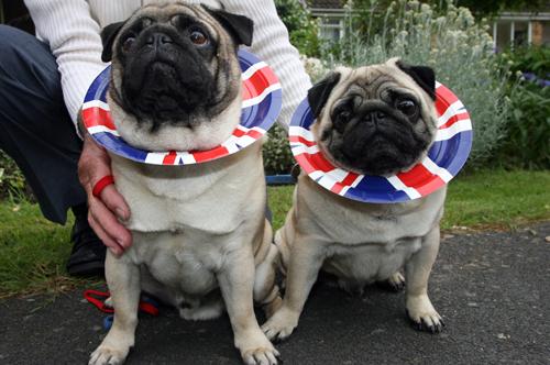 Patriotic Pets - Owned by Kirsty Brainwynn - Send a picture of your patriotic pet to picdesk@dailyecho.co.uk
