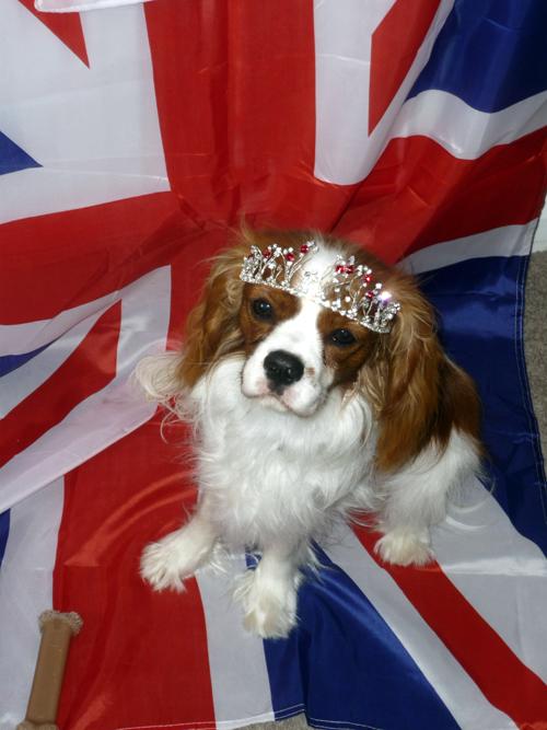 Patriotic Pets - Chino, a dog owned by Abbie Shaw - Send a picture of your patriotic pet to picdesk@dailyecho.co.uk