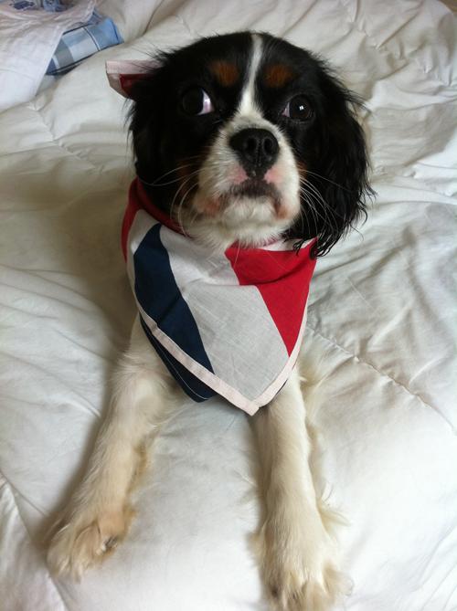 Patriotic Pets - Daisy, a dog owned by Susan Elkin - Send a picture of your patriotic pet to picdesk@dailyecho.co.uk