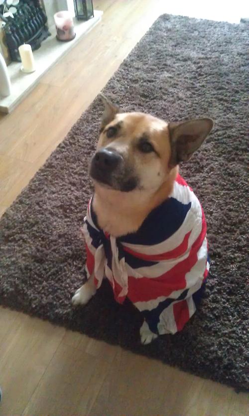 Patriotic Pets - Odie, a dog owned by Mandy Rule - Send a picture of your patriotic pet to picdesk@dailyecho.co.uk