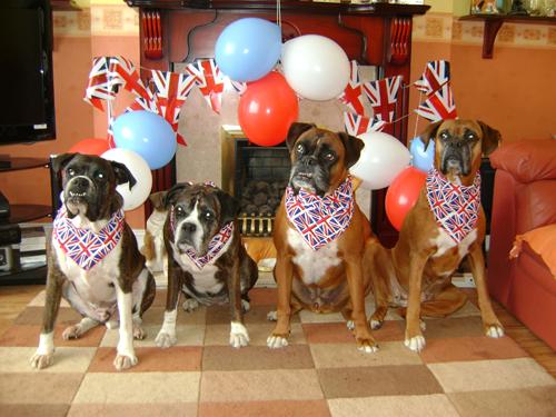Patriotic Pets - Louis, Heidi, Tye and Tess, dogs owned by Lorraine Finch - Send a picture of your patriotic pet to picdesk@dailyecho.co.uk