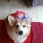 Patriotic Pets - Send a picture of your patriotic pet to picdesk@dailyecho.co.uk