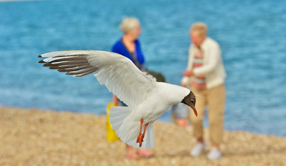 Caught on Camera - July 6, 2012 - A gull swoops into shot on Calshot beach. By Daily Echo reader Jan Sutton.