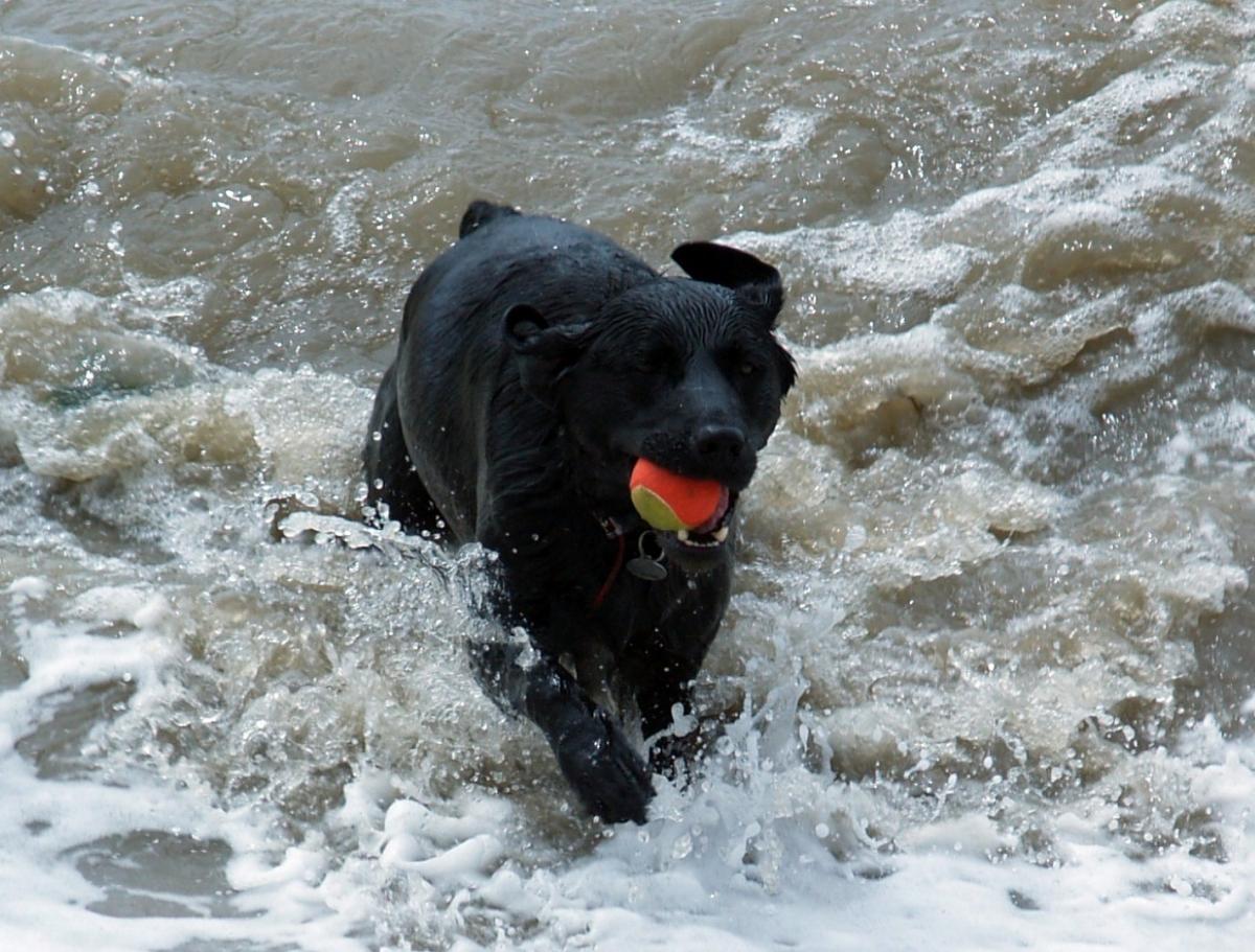 Caught on Camera - July 3, 2012 - A dog bounds through the waves with his favorite ball on the shore of Royal Victoria Country Park, by Daily Echo reader William Smith.