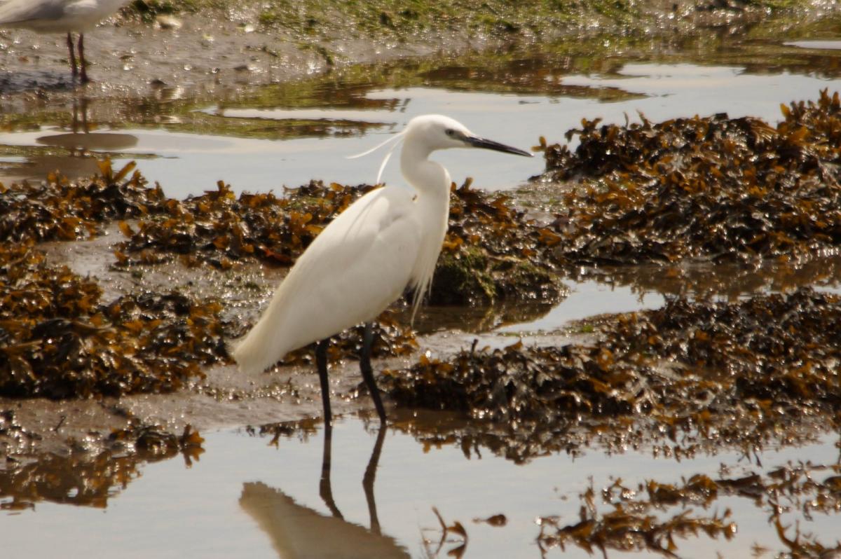 Caught on Camera - June 25, 2012 - An egret seen along the River Itchen by Daily Echo reader John Scammell