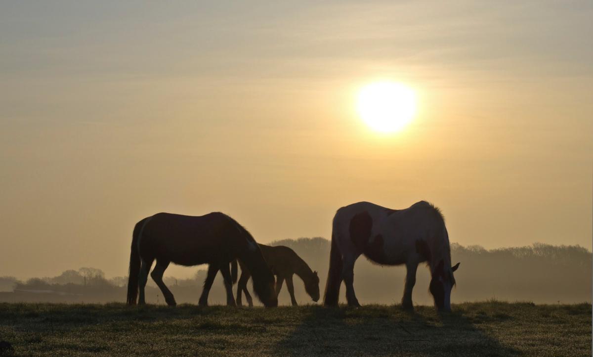 Caught on Camera - June 13, 2012 - Horses on a misty morning at Butlocks Heath, near Netley, photographed by Daily Echo reader Jeremy Robbins.