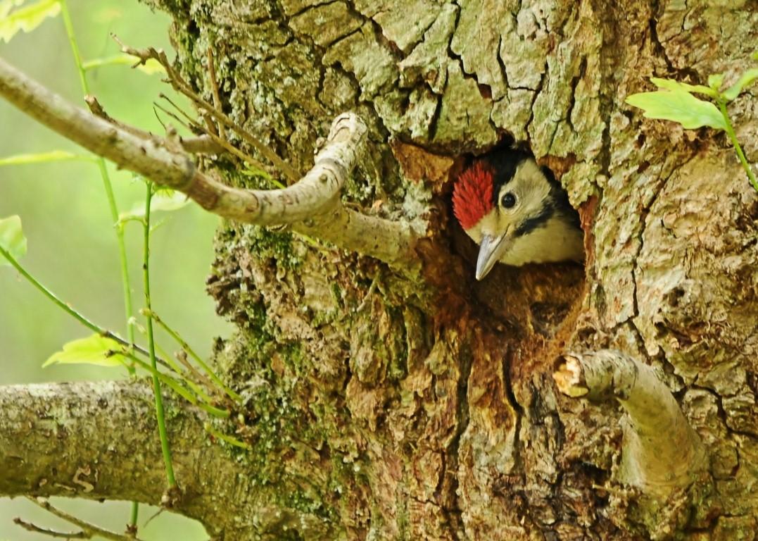 Caught on Camera - June 12, 2012 - A great spotted woodpecker chick prepares to leave the nest near Rhinefield House, by Daily Echo reader Alex Haimes.