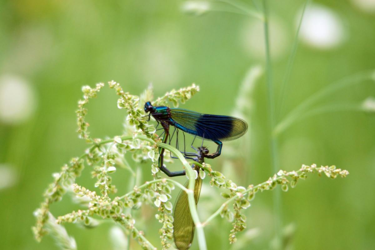 Caught on Camera - June 11, 2012 - Damsel flies mating in the sun, by Daily Echo reader John Scamell.