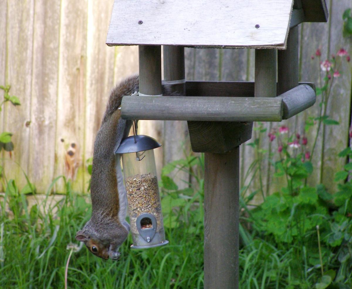 Caught on Camera - June 4, 2012 - A cheeky squirrel helps itself to bird seed in a Swaythling garden, by Daily Echo reader Gary Philbrick.