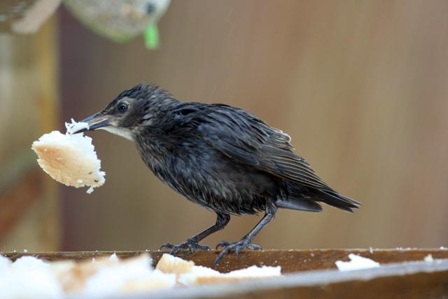 Caught on Camera - July 12, 2012 - A young starling takes a piece of bread, by Daily Echo reader Timothy Pearce.