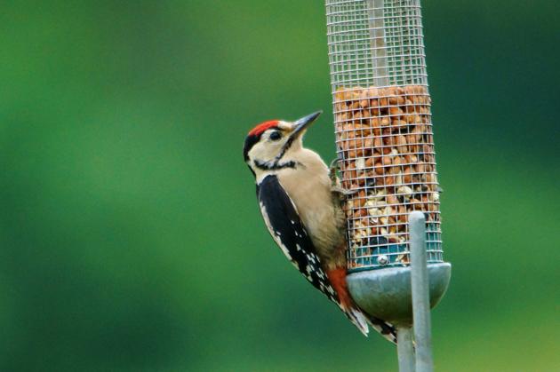 A great spotted woodpecker eating peanuts, photographed by Daily Echo reader John Scammell. July 19, 2012.