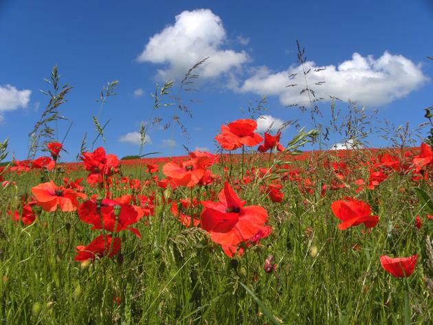 A blaze of red poppies at Tichborne, photographed by Daily Echo reader Charles Cuthbert. Caught on Camera for July 23, 2012.