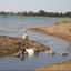 A family of swans at Weston Shore, photographed by Daily Echo reader Alison Parsons. Caught on Camera for July 25, 2012.