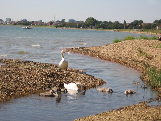 A family of swans at Weston Shore, photographed by Daily Echo reader Alison Parsons. Caught on Camera for July 25, 2012.