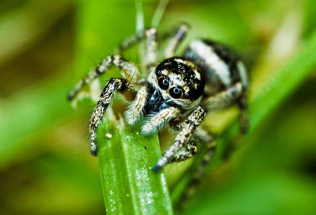 A jumping zebra spider measuring just 8mm long, photographed by Daily Echo reader Ian Howard. Caught on Camera for July 26, 2012.