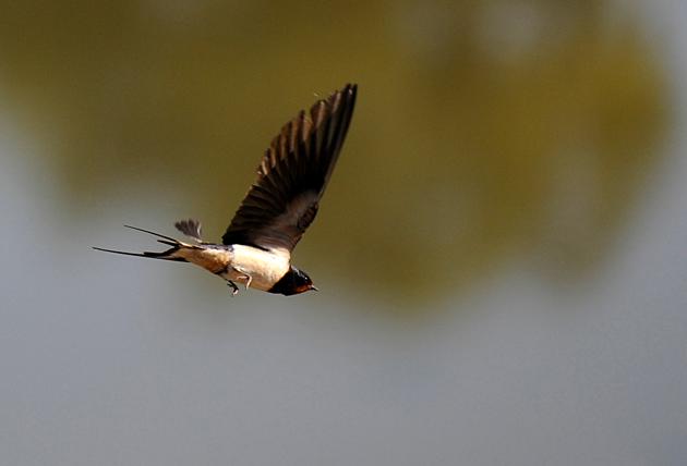 A young swallow in flight, photographed by Daily Echo reader Tim Woodcock. Caught on Camera for July 30, 2012.