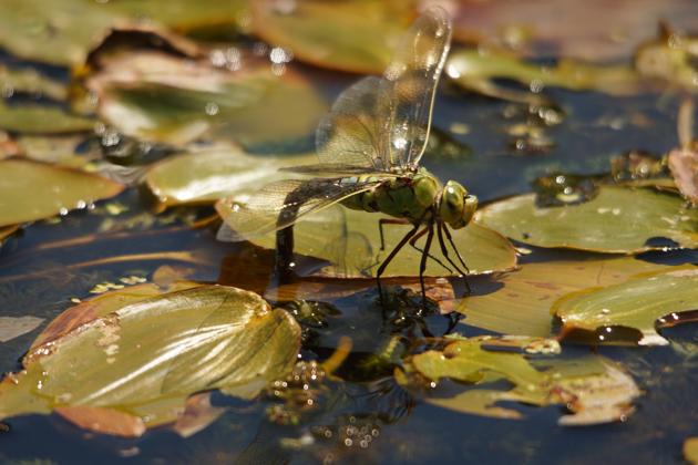 A dragonfly on a pond, photographed by Daily Echo reader John Scamell. Caught on Camera for August 1, 2012.