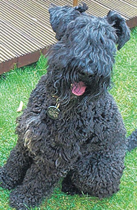 Frankie, the Kerry blue terrier