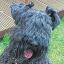 Frankie, the Kerry blue terrier