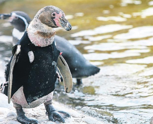Ralph  the penguin in his current wetsuit