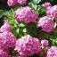 Summer Garden in Bloom 2012. Entry from Carole Appleby.