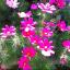Summer Garden in Bloom 2012.  Entry from Janine Furmage.