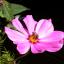 Summer Garden in Bloom 2012. Entry from Janine Furmage.