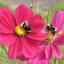 Summer Garden in Bloom 2012. Entry from Melonie Cozens.
