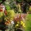 Summer Garden in Bloom 2012. Entry from Mrs S C Potter.