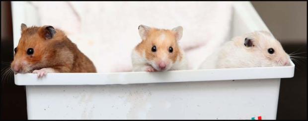 Three more hamsters have been found dumped in a bin