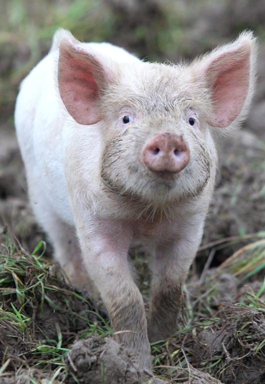 100 piglets face slaughter in farm row