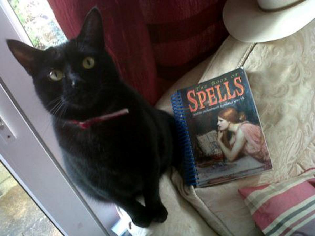 Spooky Pets and Little Horrors. Readers Picture. Daisy - from Kerry Bacon.