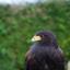 Bolt the Harris Hawk