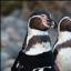 Penguin gets wetsuit sponsorship deal
