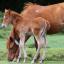 Are we eating New Forest pony in our burgers?