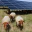 Huge solar farm plan axed