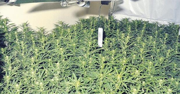 Smell of cannabis 'gave away drug factory'