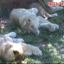 bigcats.jpg