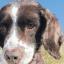 Bruno, the dog who died.