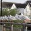 A row of seagulls Town Quay, by Daily Echo reader Steven Carrett. Caught on Camera August 6, 2013.