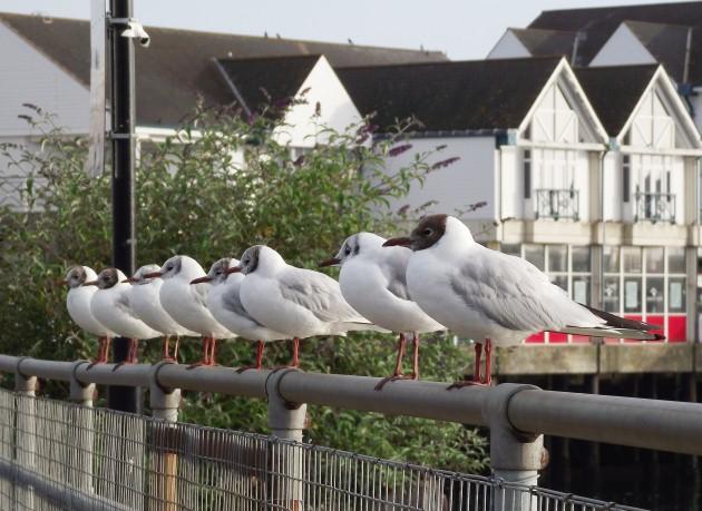 A row of seagulls Town Quay, by Daily Echo reader Steven Carrett. Caught on Camera August 6, 2013.