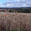 A countryside scene near Up Somborne by Daily Echo reader Andrew Paine. Caught on Camera August 14, 2012.
